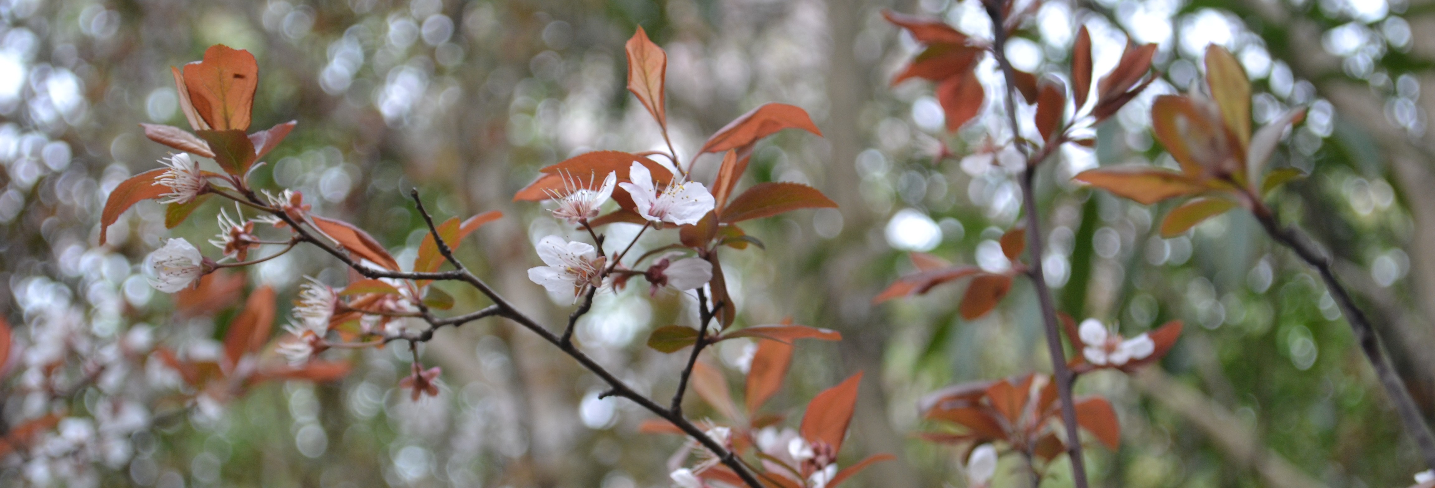 Featured image of post 初中的最后一次春游春游